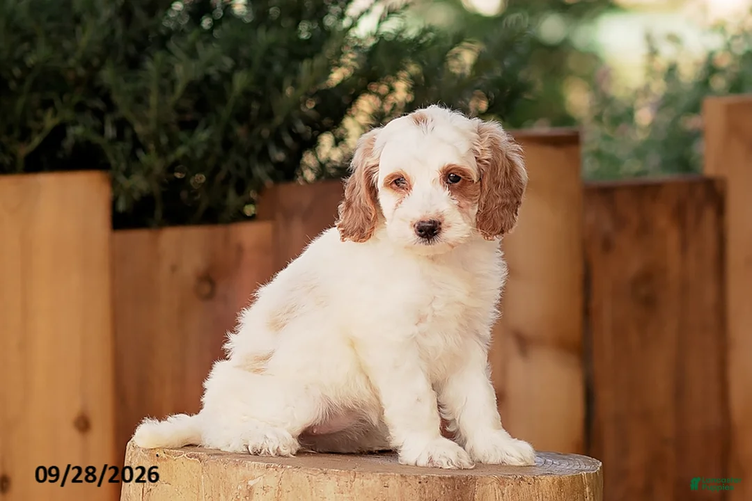 Mini Goldendoodle dogs for sale: Tessa - Ad 1