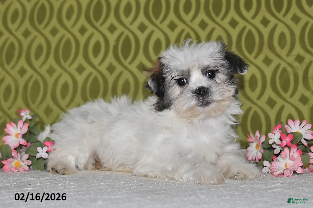 Teddy Bear dogs for sale: Jolly - Ad 5