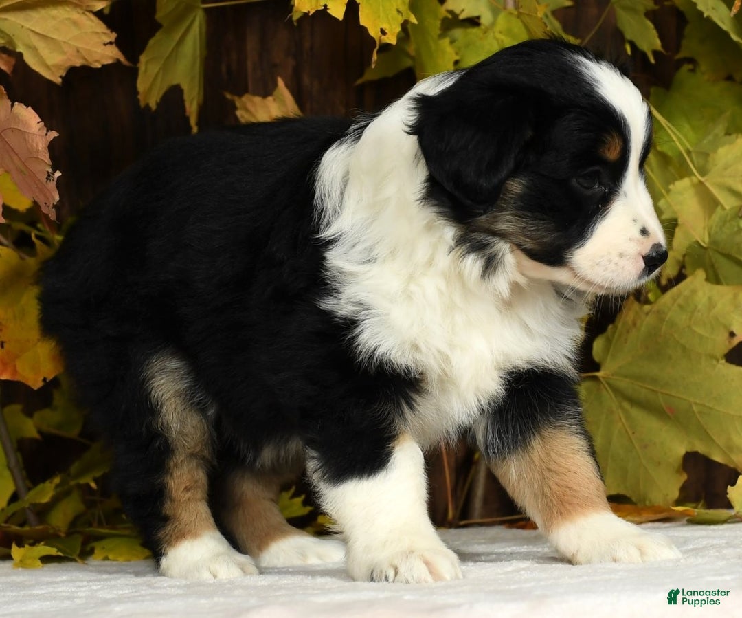 Miniature Australian Shepherd dogs for sale: Clove - Ad 4