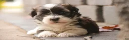 Havanese dogs for sale: Thelma Havanese Puppy  - Ad 1