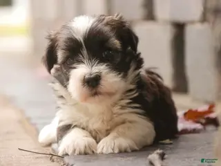 Havanese dogs for sale: Thelma Havanese Puppy - Ad 3
