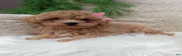 Bichpoo dogs for sale: Izzy - Ad 3