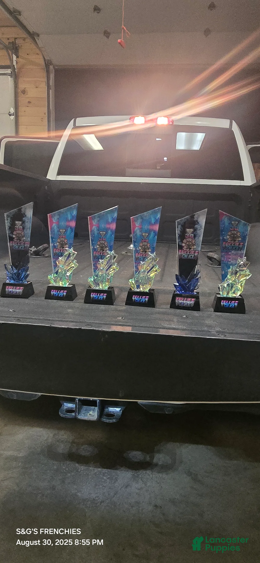 English Bulldog dogs for stud: Riptide JR - Ad 2