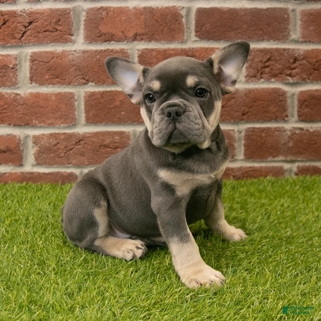 French Bulldog dogs for sale: Macy - Ad 1