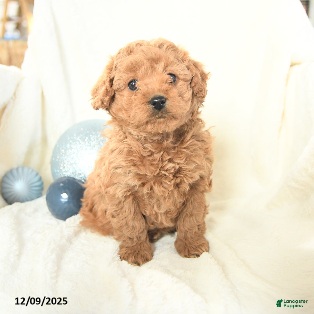 Cavapoo dogs for sale: Jackie - Ad 3