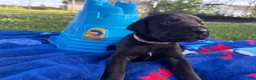 Mixed Breed dogs for sale: Tubs - Ad 4