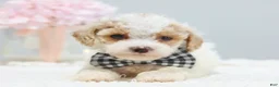 Toy Poodle dogs for sale: Boots - Ad 4