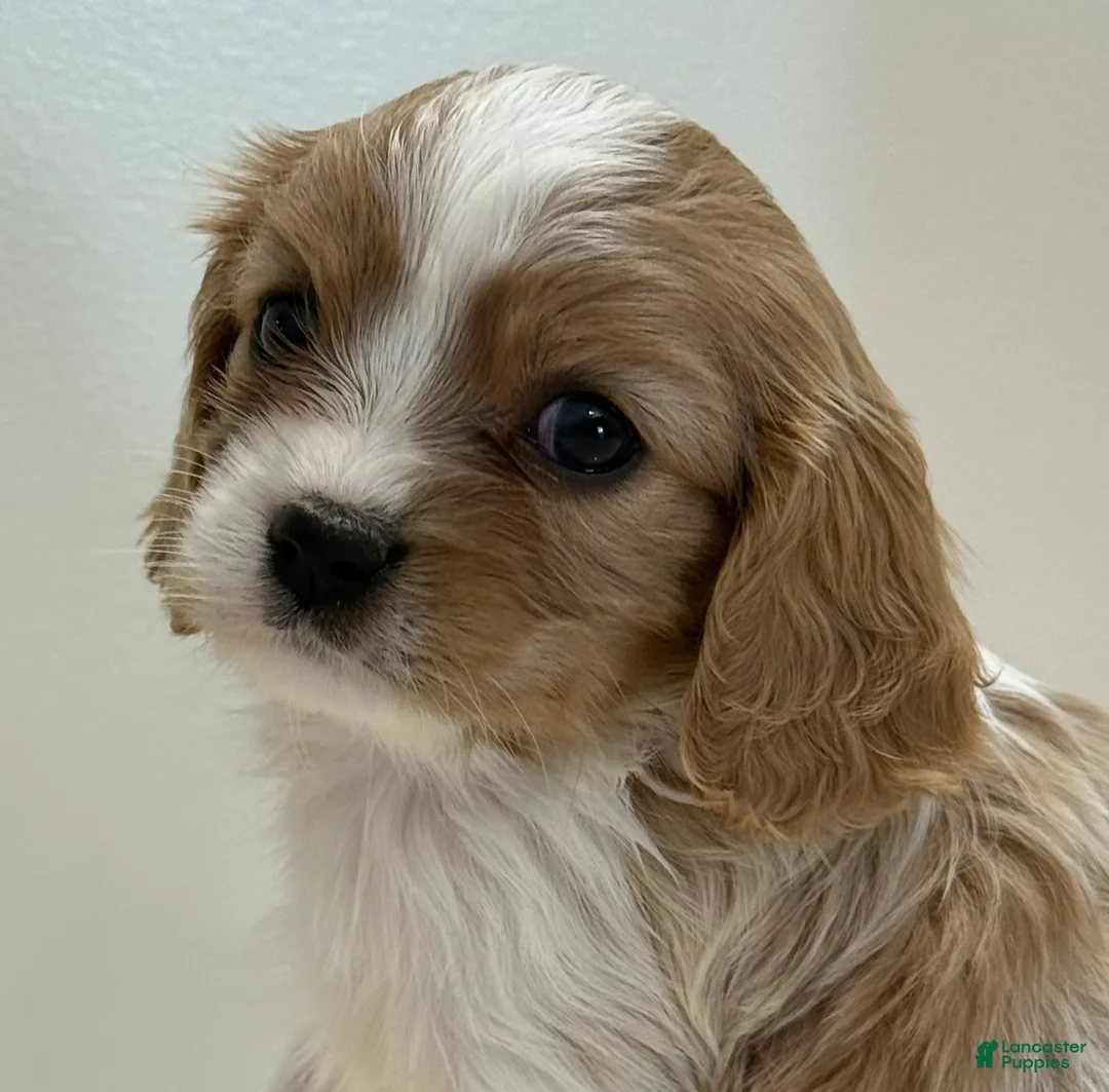 Cavalier King Charles Spaniel dogs for sale: Starlight Cavalier King Charles Spaniel  - Ad 1