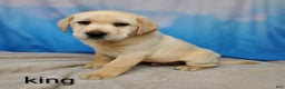Labrador Retriever dogs for sale: Lance - Ad 7