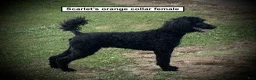 Standard Poodle dogs for sale: AKC Scarlet's Orange Collar Female - Ad 1