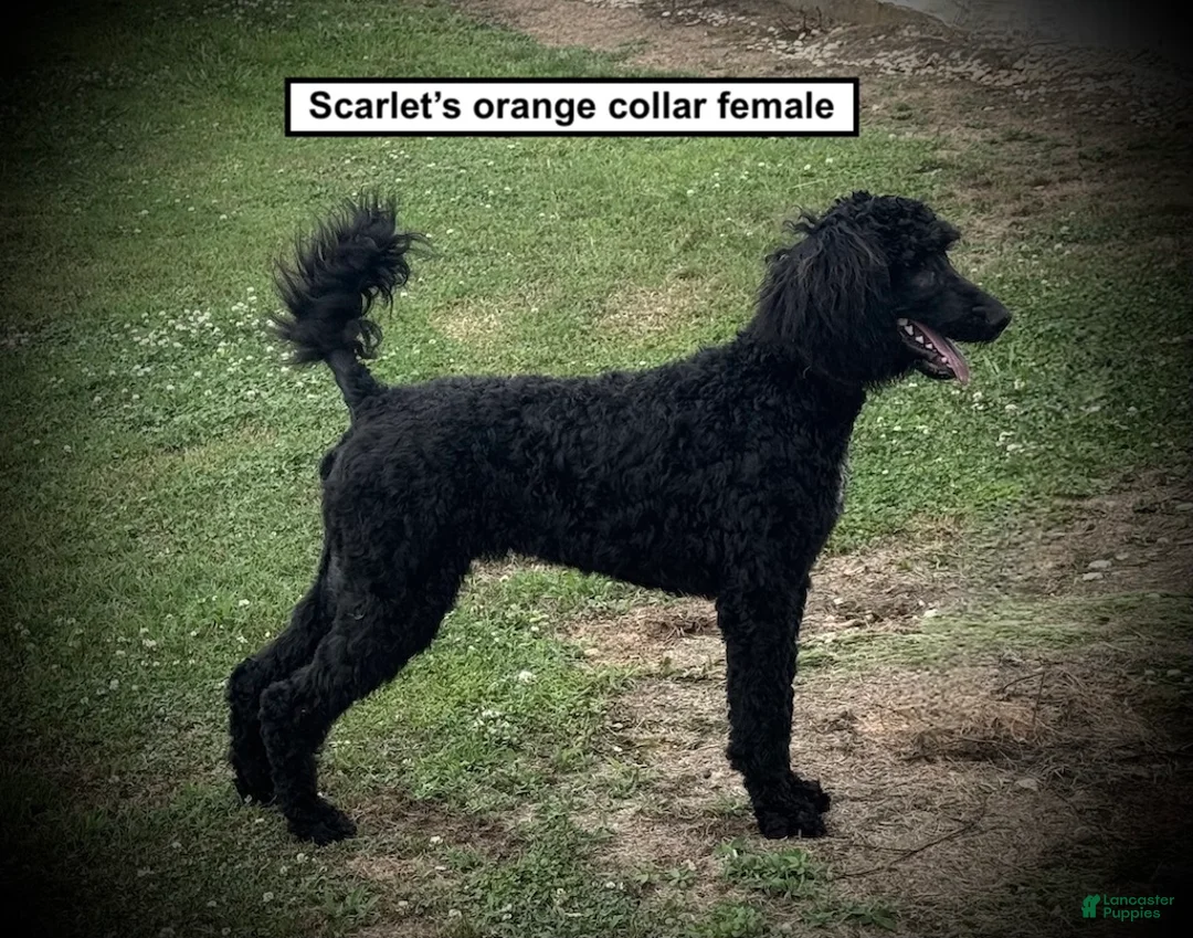 Standard Poodle dogs for sale: AKC Scarlet's Orange Collar Female - Ad 1