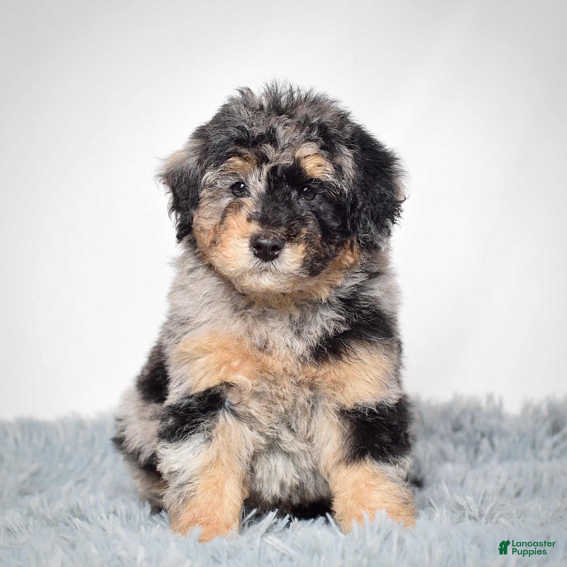 Mini Goldendoodle dogs Mr. Nolan - Ad 24