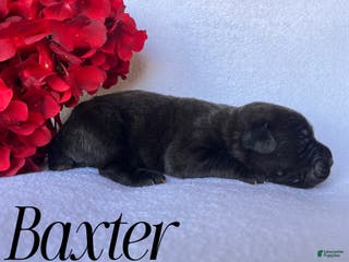 Cane Corso dogs Baxter - Ad 5