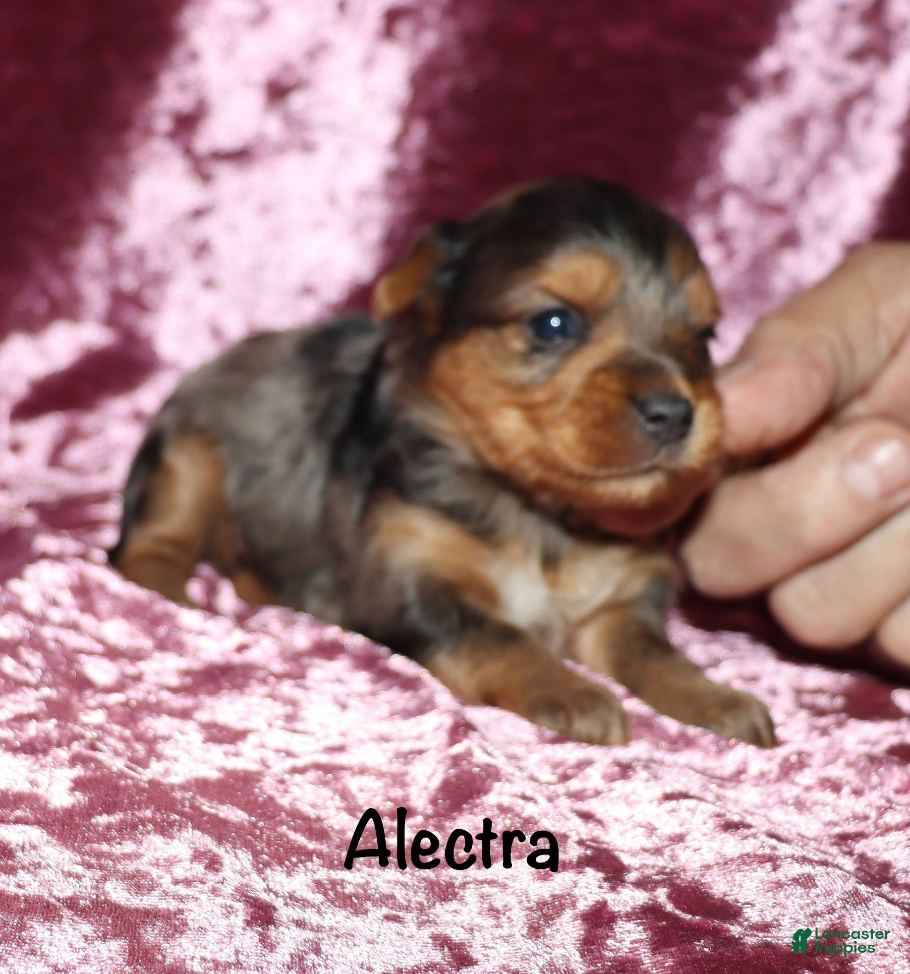 Yorkshire Terrier dogs Alectra - Ad 27