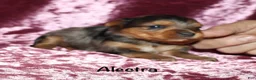 Yorkshire Terrier dogs for sale: Alectra - Ad 1