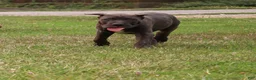 Cane Corso dogs for sale: Mr. Miyagi  - Ad 13