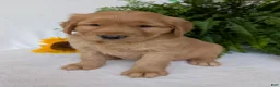 Golden Retriever dogs for sale: Parker  - Ad 8