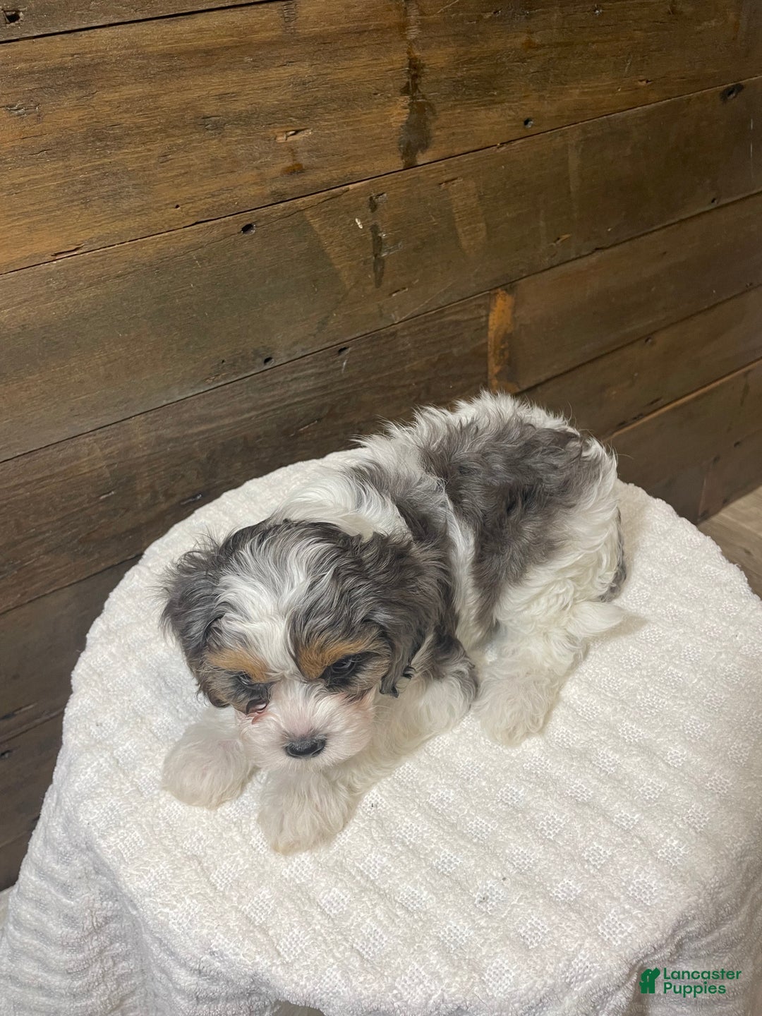 Cavapoo dogs for sale: Jax - Ad 4