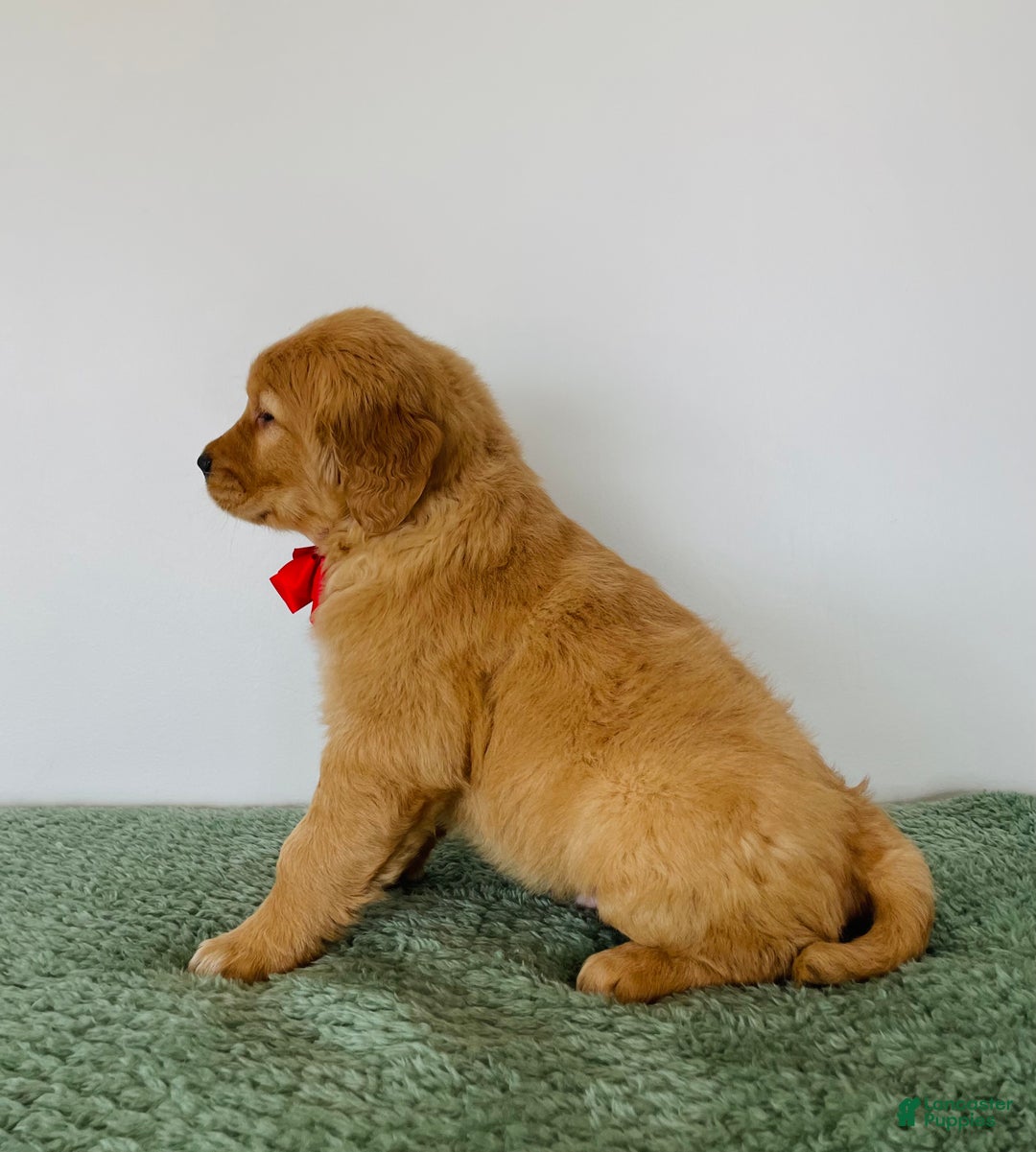 Golden Retriever dogs for sale: Duke - Ad 3