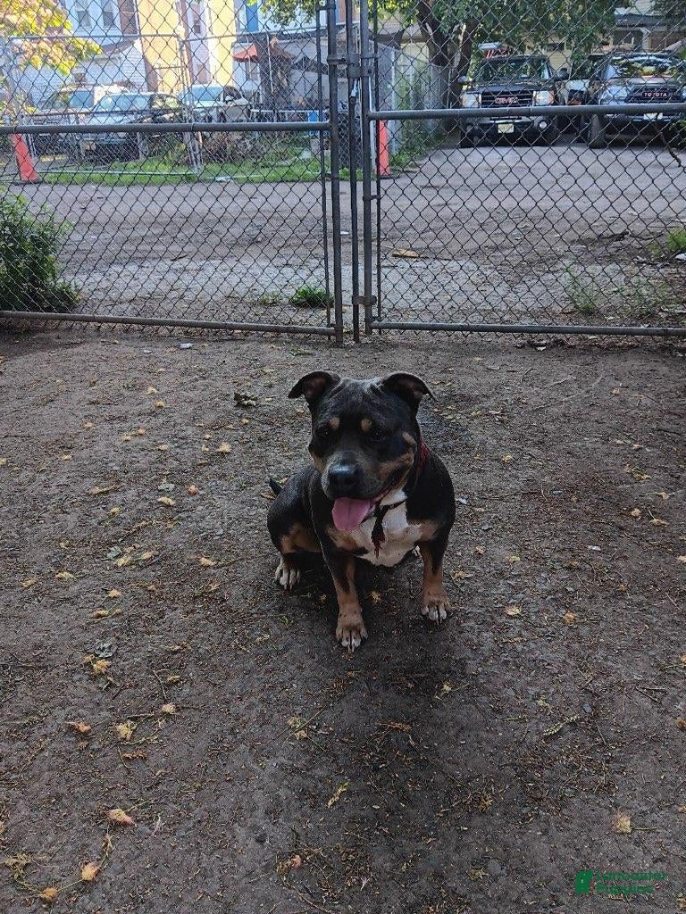 American Bully dogs for sale: American Bully 2 - Ad 2