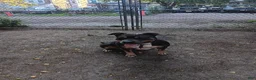 American Bully dogs for sale: American Bully 3 - Ad 2