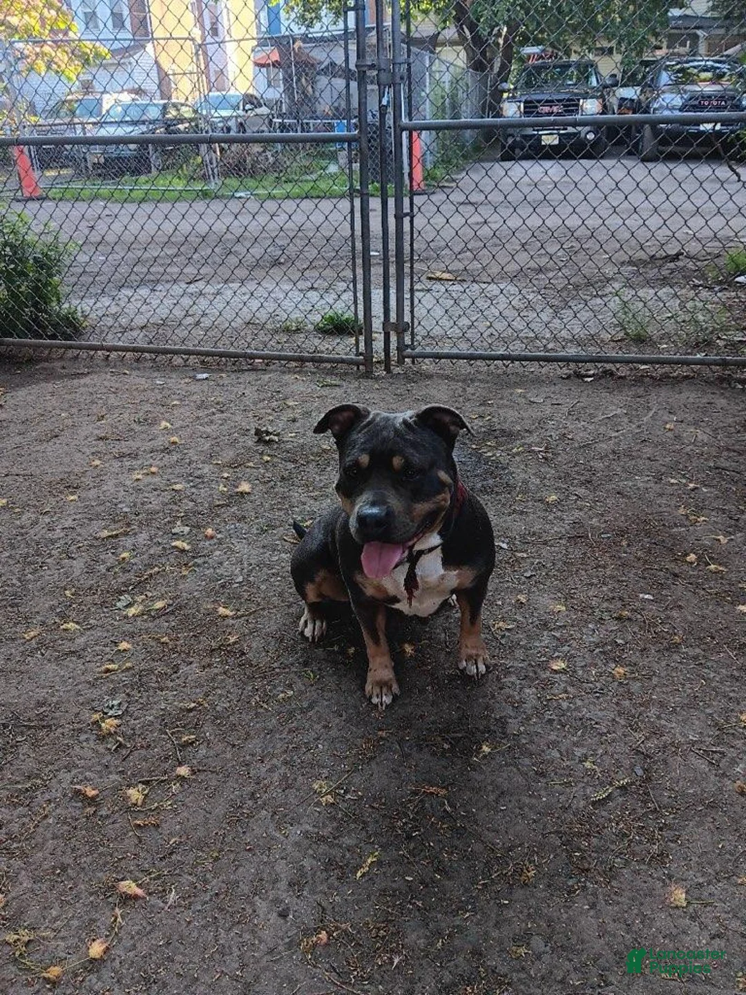 American Bully dogs for sale: American Bully 3 - Ad 2
