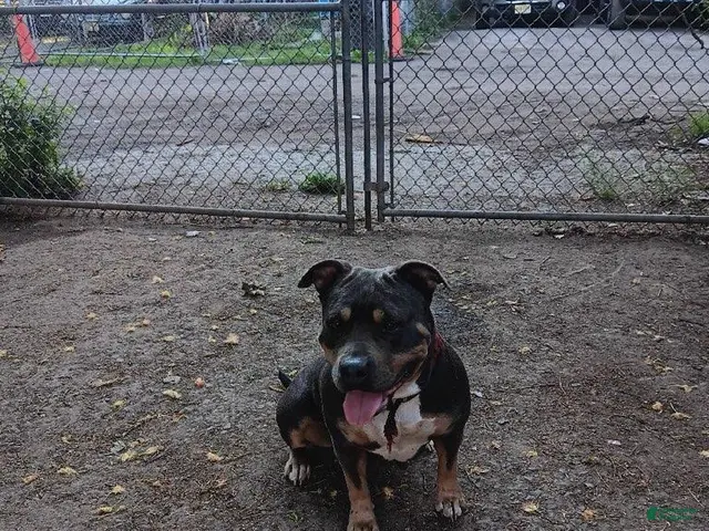 American Bully dogs for sale: American Bully 2 - Ad 2