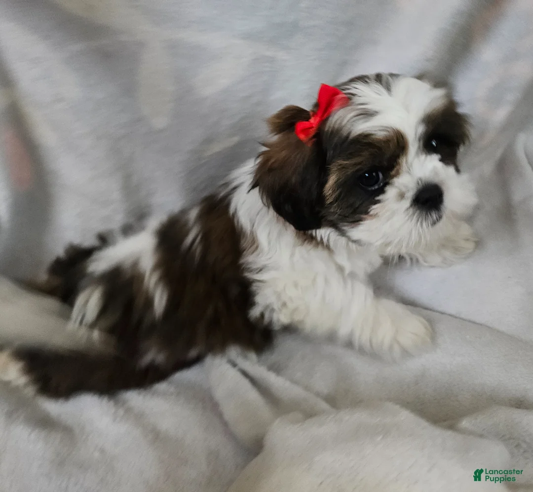 Shorkie dogs for sale: Puppy 2 Red - Ad 1