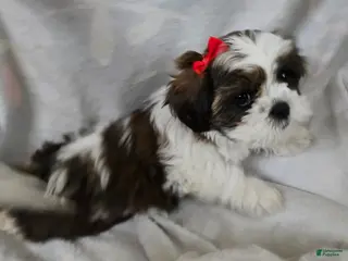Shorkie dogs for sale: Puppy 2 Red - Ad 1