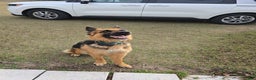 German Shepherd dogs for stud: Athena - Ad 1