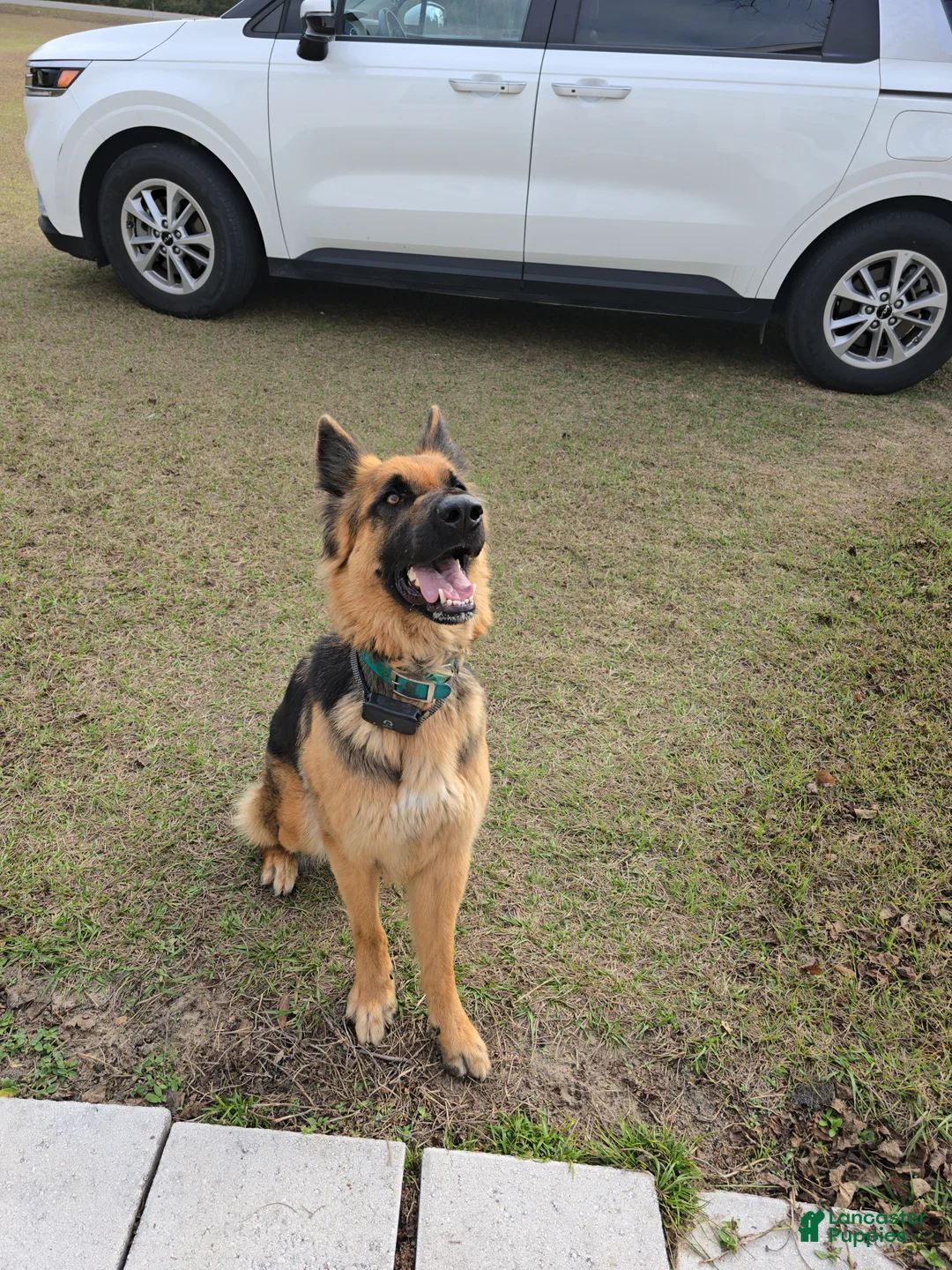 German Shepherd dogs for stud: Athena - Ad 1