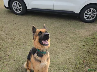 German Shepherd dogs Athena - Ad 2