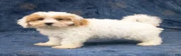 Havapoo dogs for sale: Duke - Ad 4