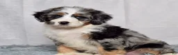 Bernedoodle dogs for sale: Winnie - Ad 5
