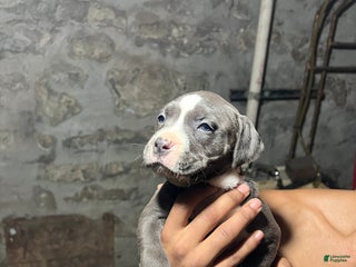 American Pit Bull Terrier dogs Luvvy - Ad 31