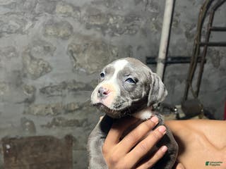 American Pit Bull Terrier dogs Luvvy - Ad 40