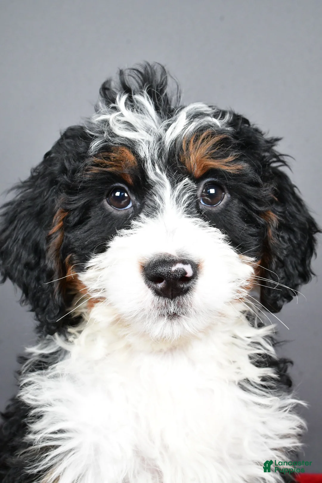Mini Bernedoodle dogs for sale: Echo - Ad 8