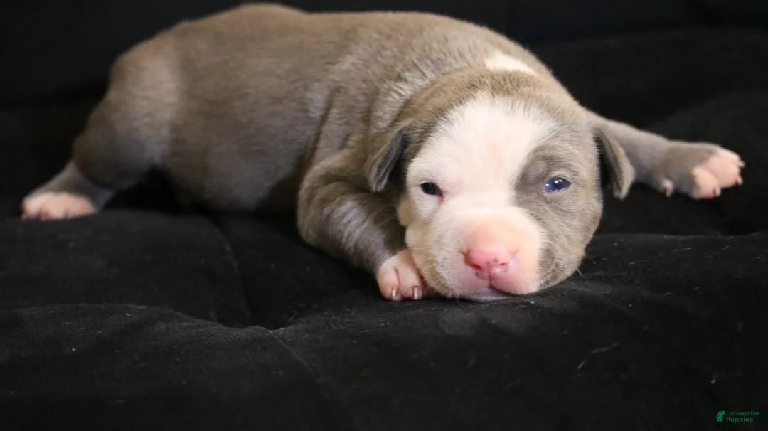 American Bully dogs for sale: King Kong - Ad 1