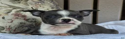 Boston Terrier dogs for sale: Robin - Ad 4