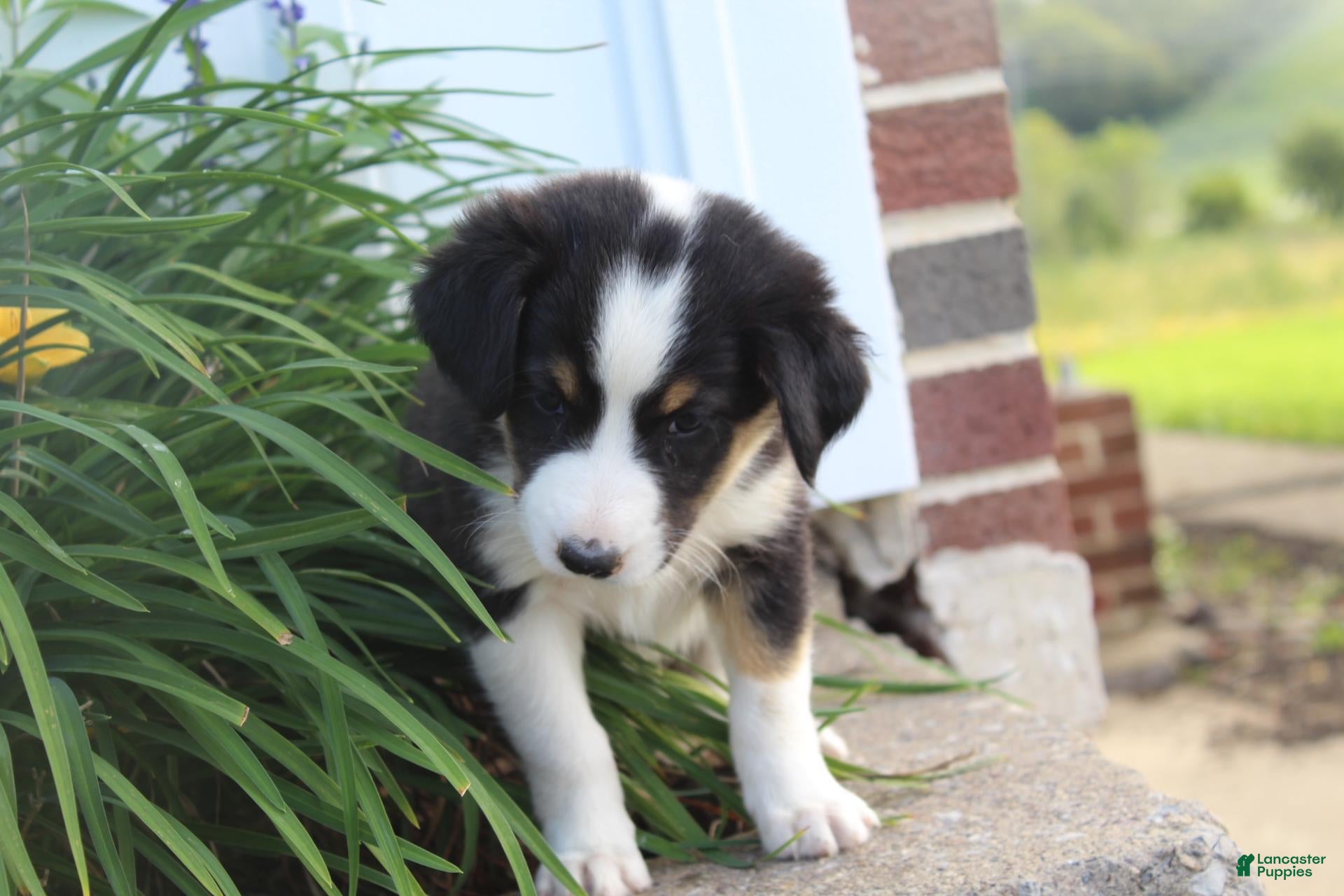 Mixed Breed dogs Oakley - Ad 2