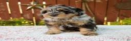 Mini Bernedoodle dogs for sale: Nicki - Ad 5