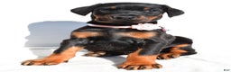Doberman Pinscher dogs for sale: Lola - Ad 6