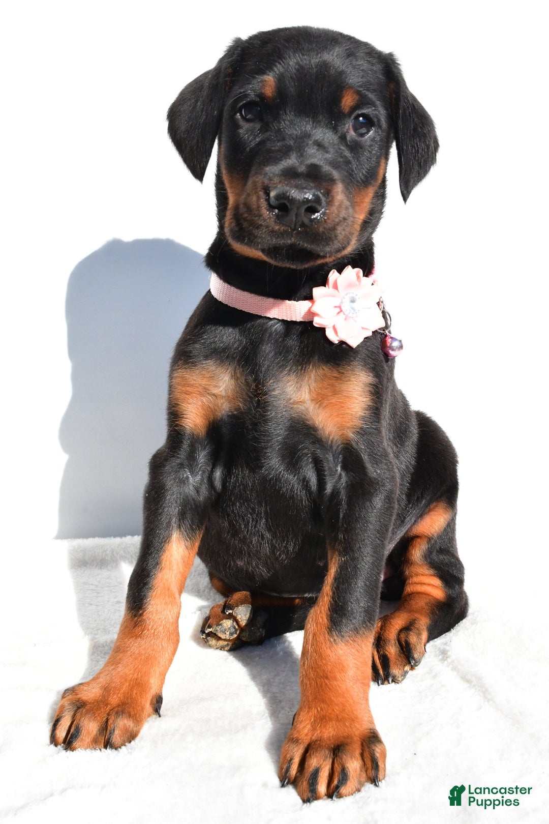 Doberman Pinscher dogs for sale: Lola - Ad 6