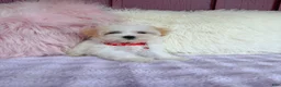 Maltipoo dogs for sale: ❤️ Bowdy ❤️ - Ad 7