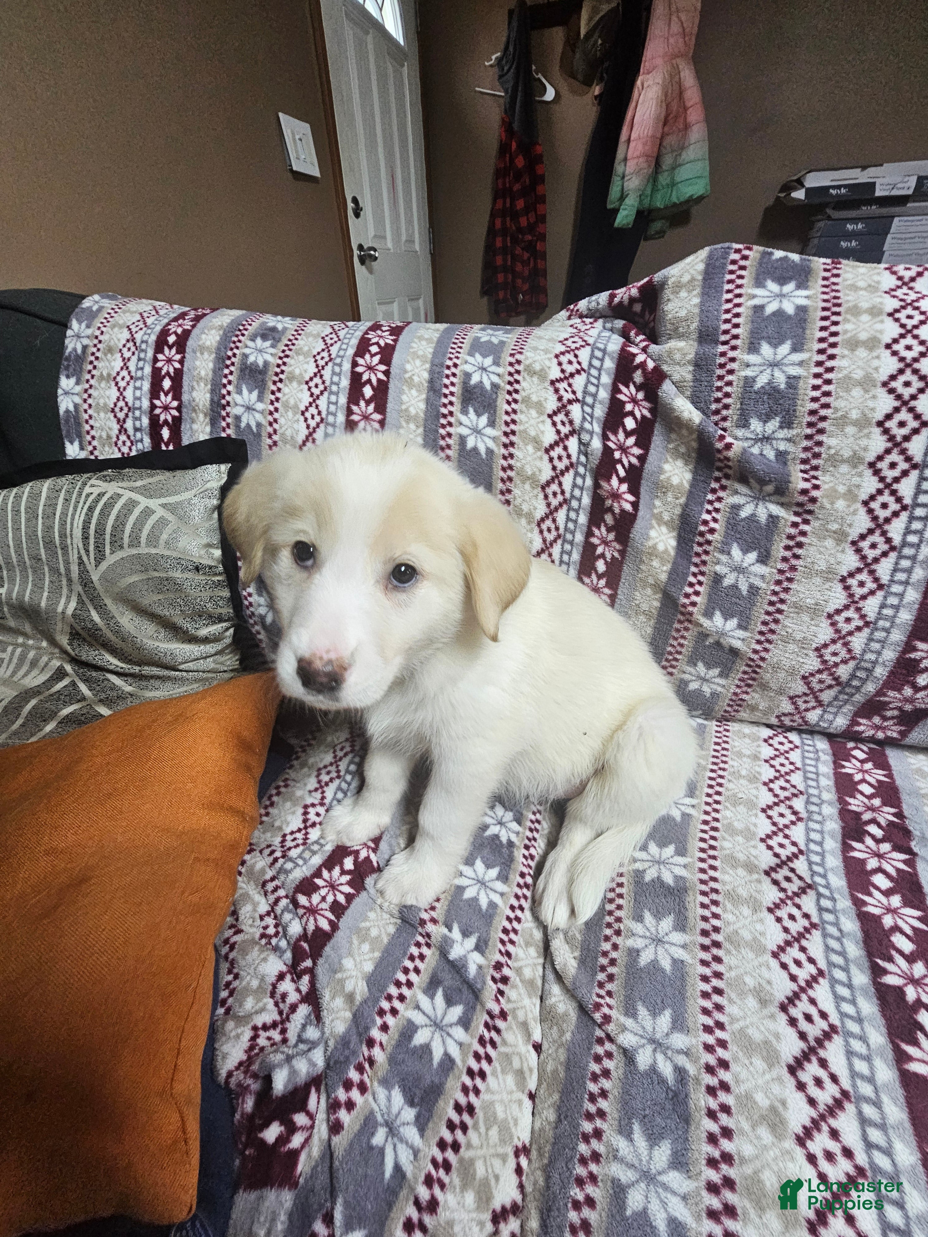 Mixed Breed dogs Mixed Breed Puppy 4 - Ad 11