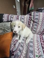Mixed Breed Puppy 4