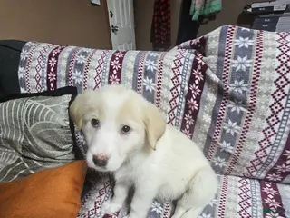 Mixed Breed dogs Mixed Breed Puppy 4 - Ad 11