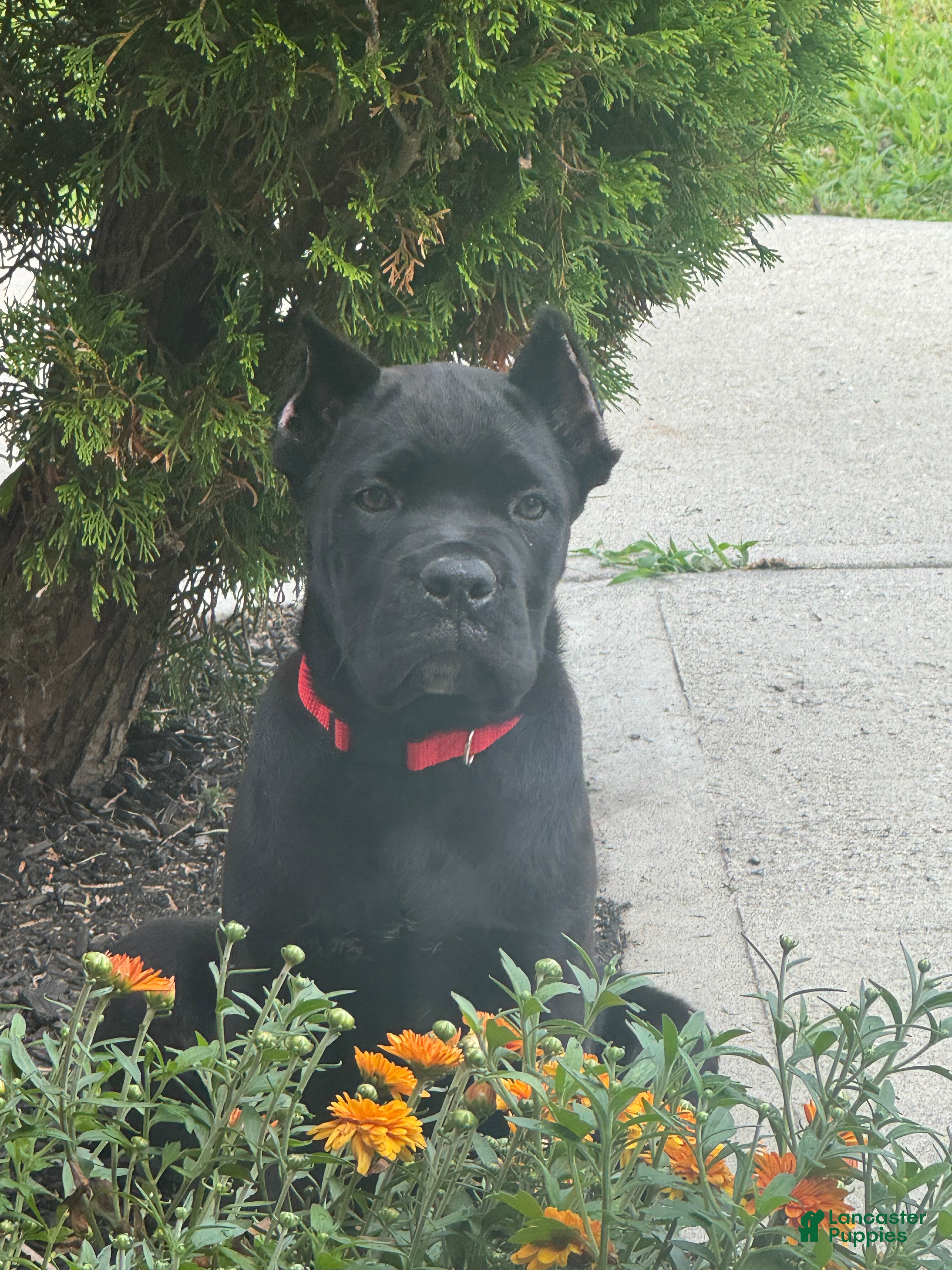 Cane Corso dogs Cane Corso 1 - Ad 2