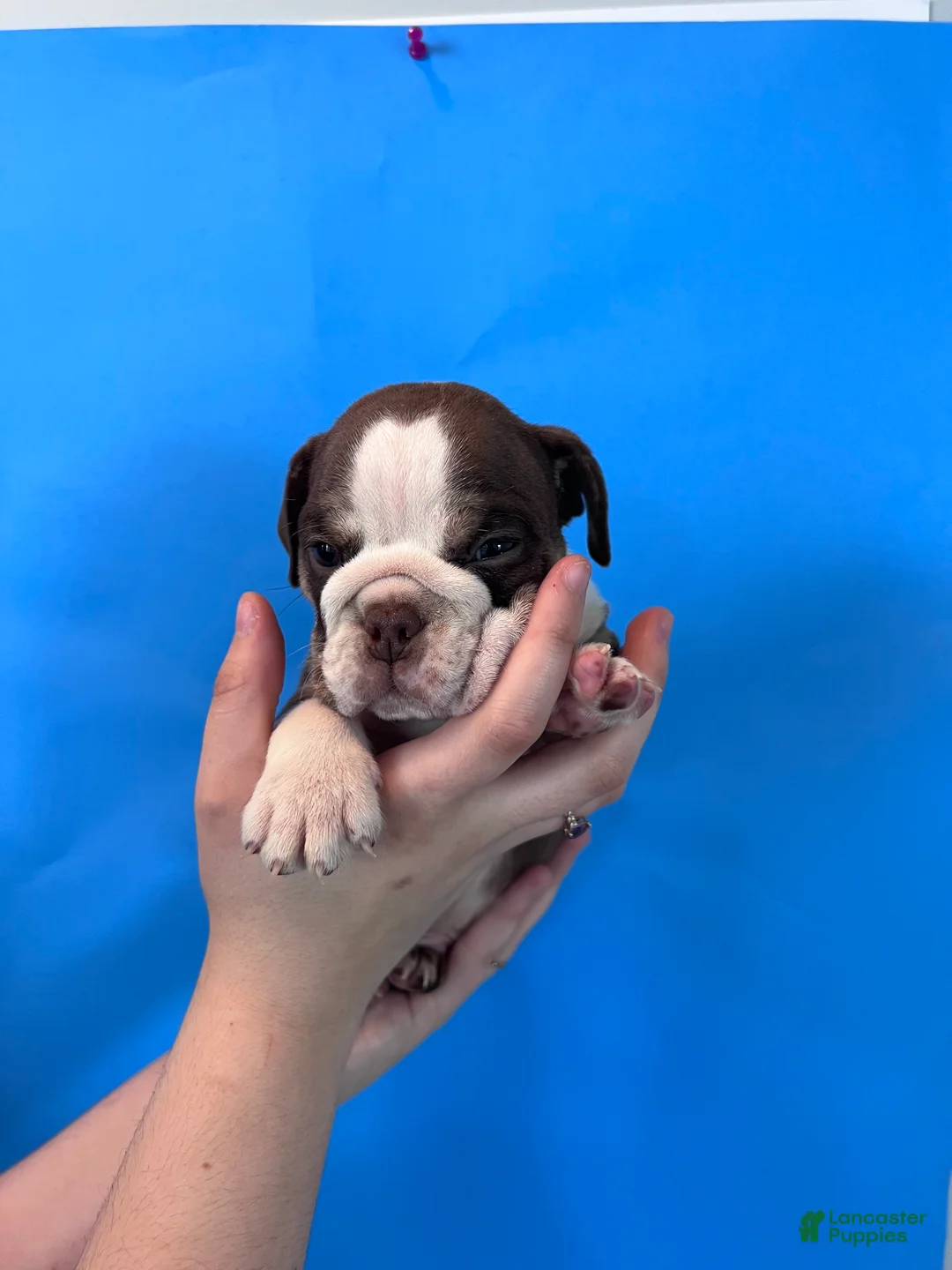 English Bulldog dogs for sale: Bully (Chocolate Trindle) - Ad 2