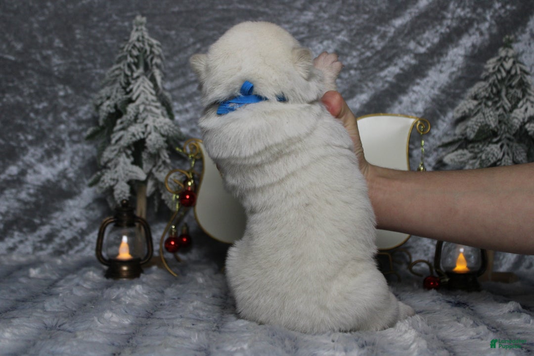 Akita dogs for sale: Jack  - Ad 10